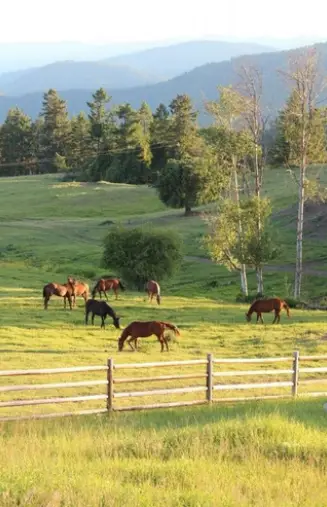 Equicoaching 3