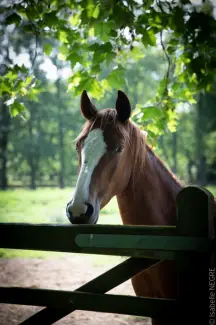 Equicoaching 7