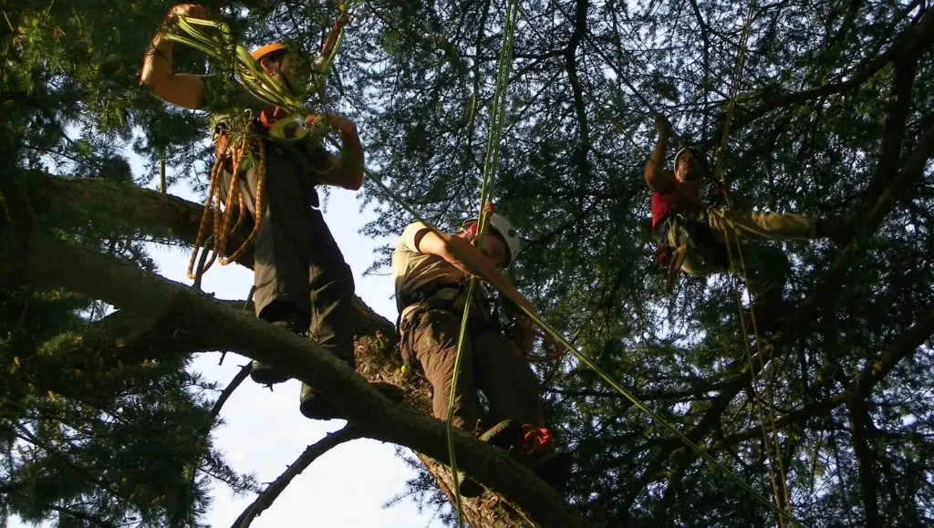 Initiation à la grimpe d’arbre 2