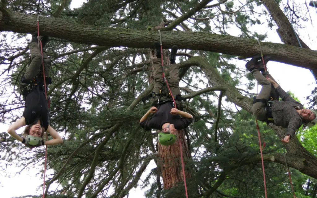 Initiation à la grimpe d’arbre 3