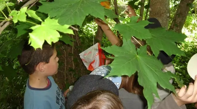 Course d'orientation en pleine nature 1