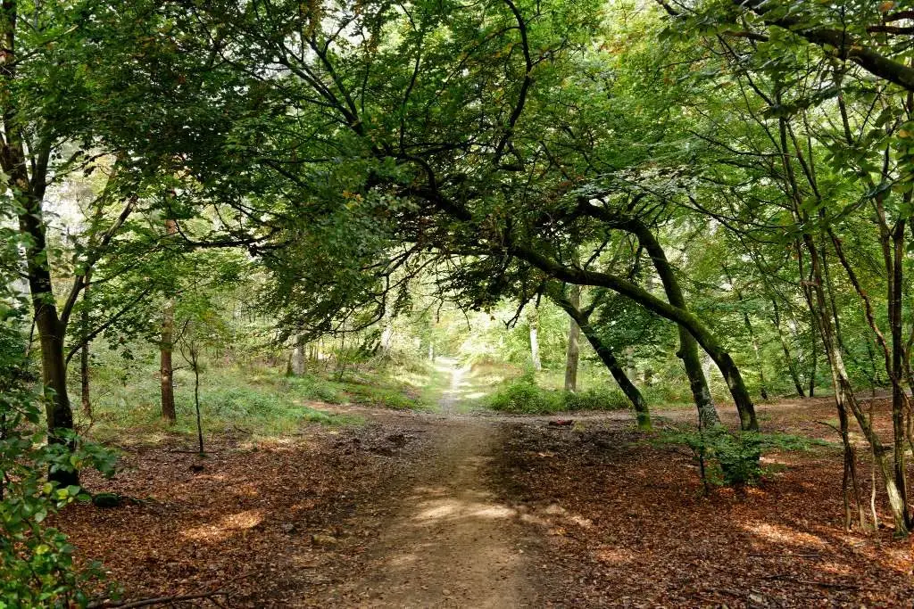 Balade en VTT : Forêt de Fontainebleau 2