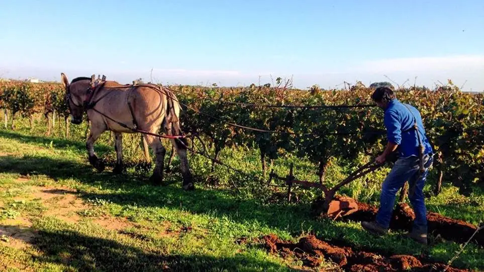 Domaine Enclos de la Croix 6