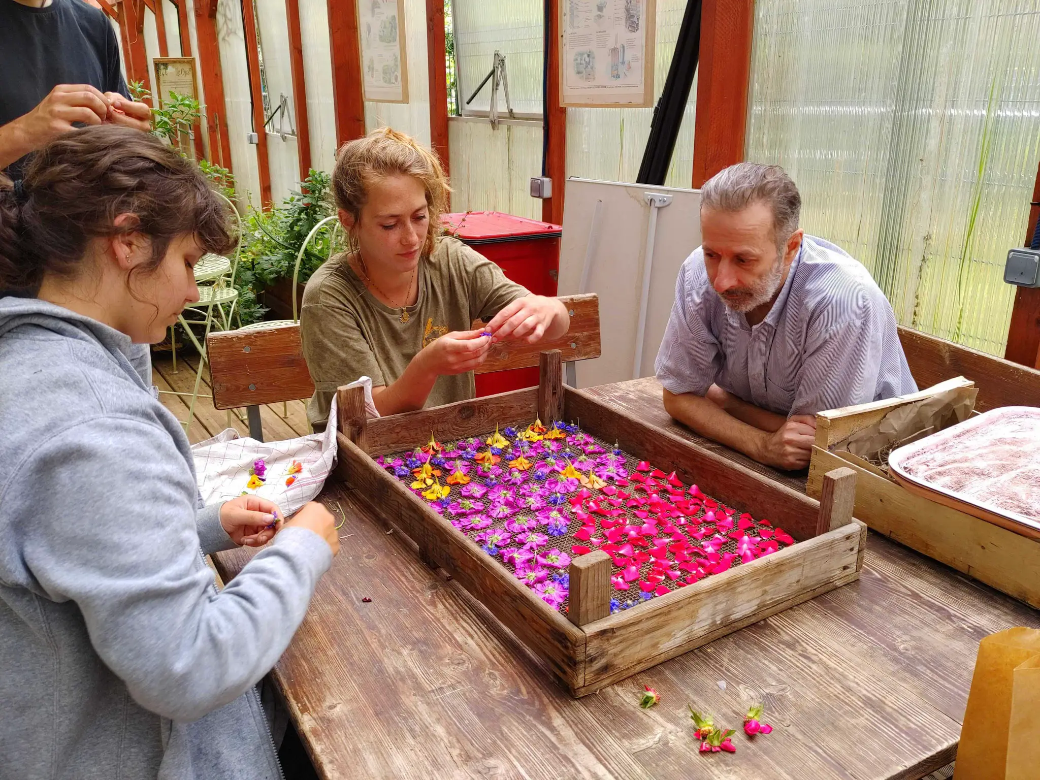 Atelier découverte des fleurs comestibles 2