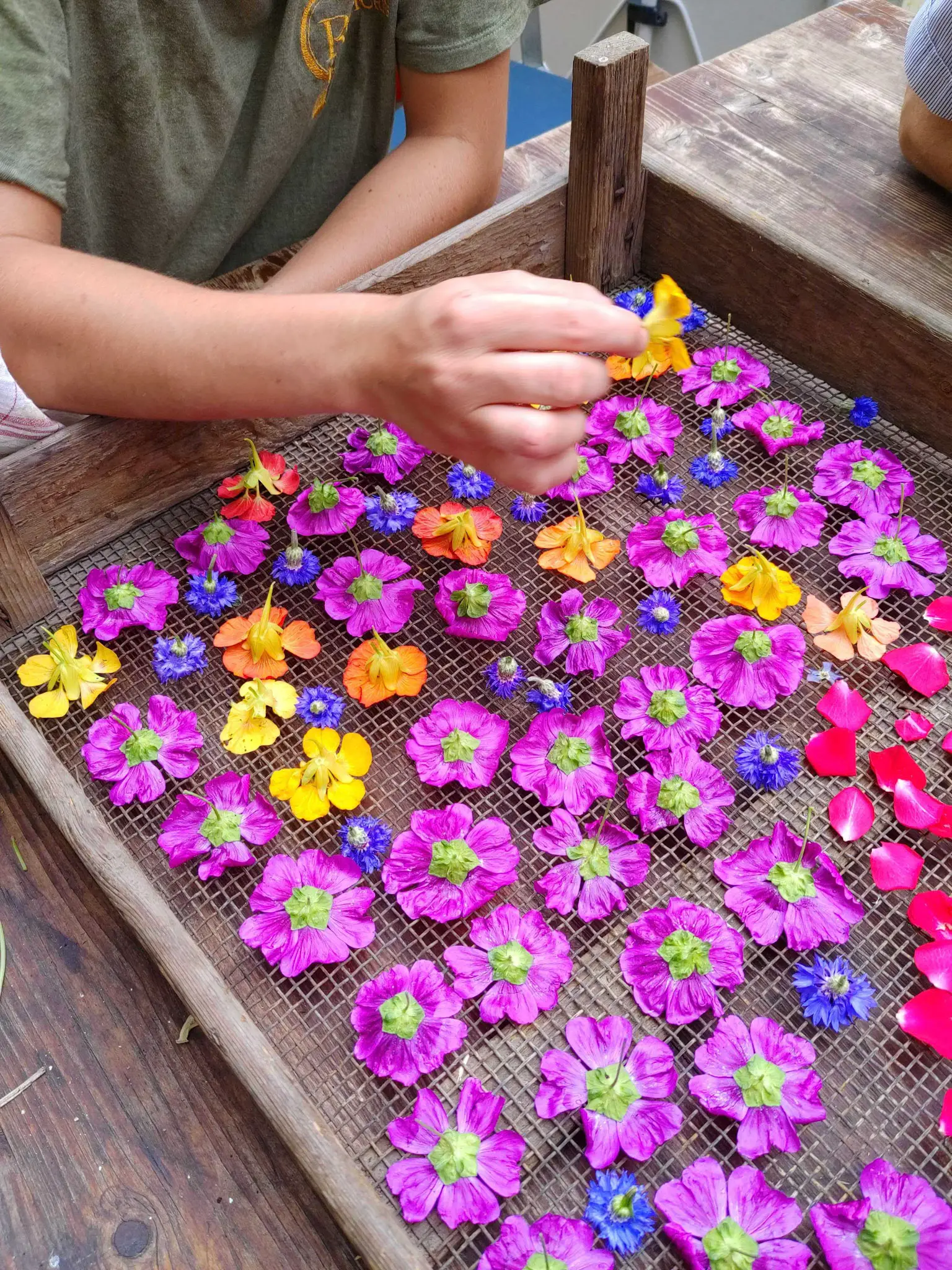 Atelier découverte des fleurs comestibles 3