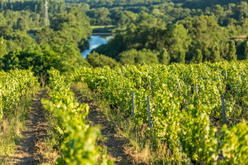 Vignobles Mourat 4