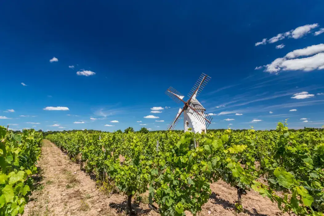 Vignobles Mourat 5