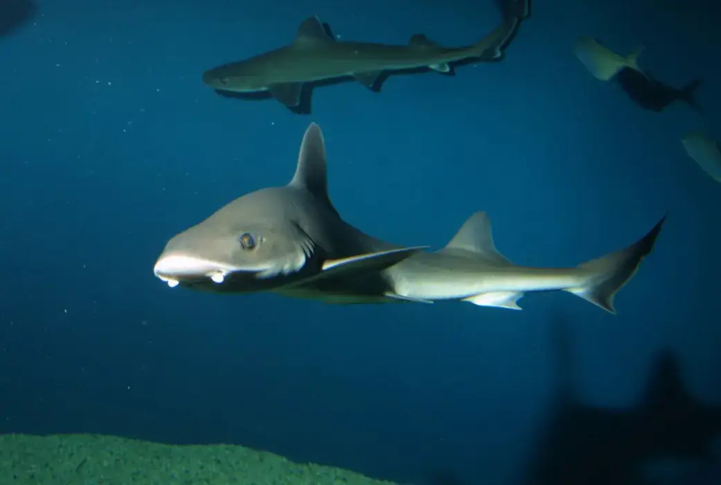 Aquarium La Rochelle 4