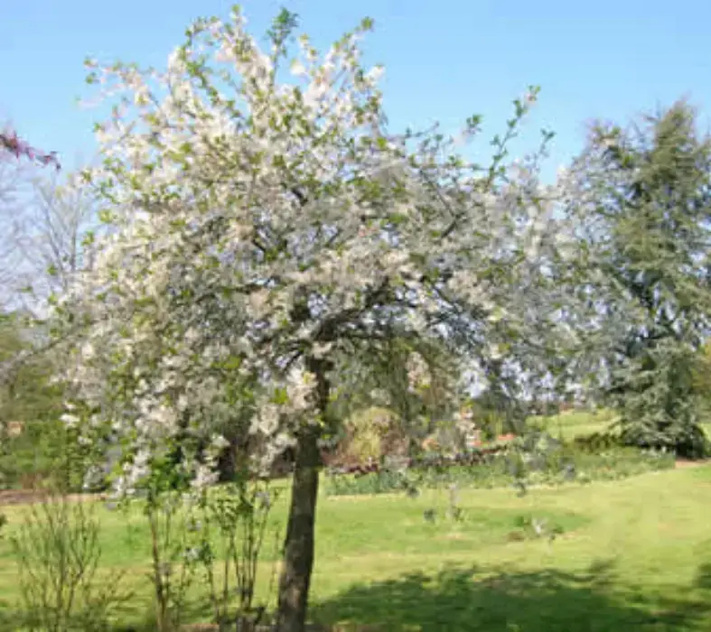 Jardins de Brocéliande 3