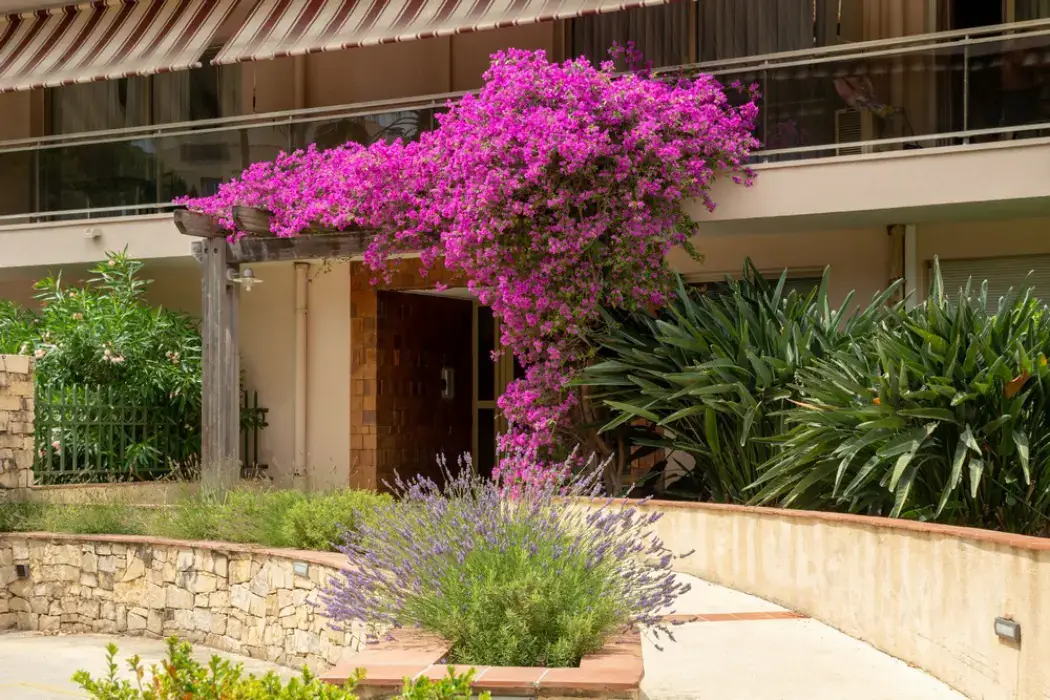 Hotel  et Résidence Les Strelitzias 5