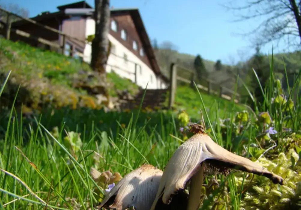 Auberge Le Moulin du Plain 7
