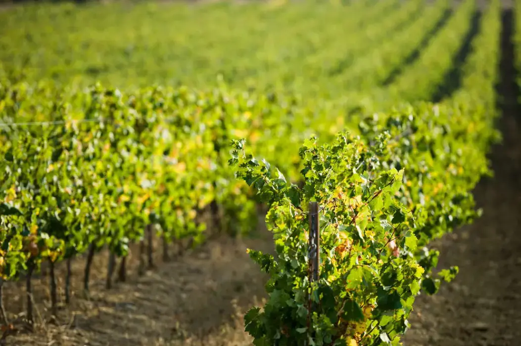 Les Terres de Saint Hilaire 21