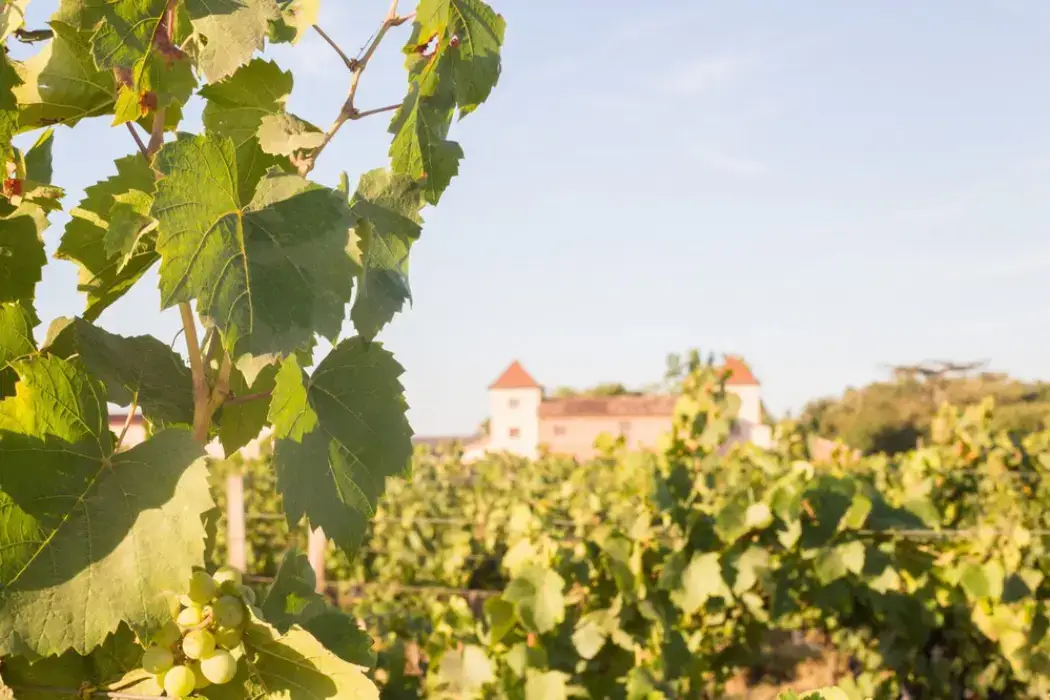 Vignoble Cassin 10