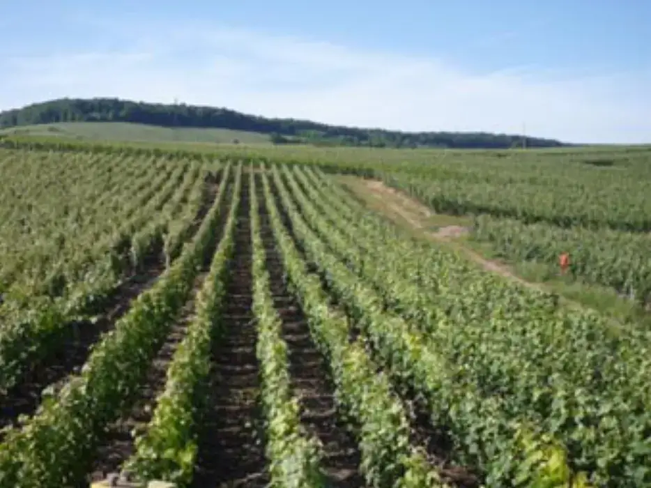 Joly Champagne 4