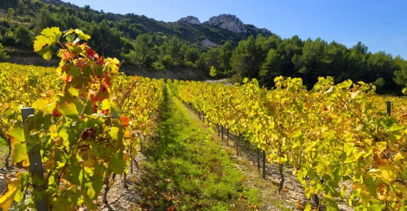 Domaine de Longue Toque 2