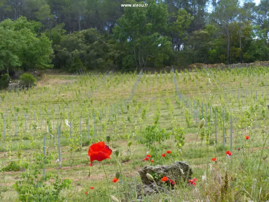 Domaine des Bruguières 19