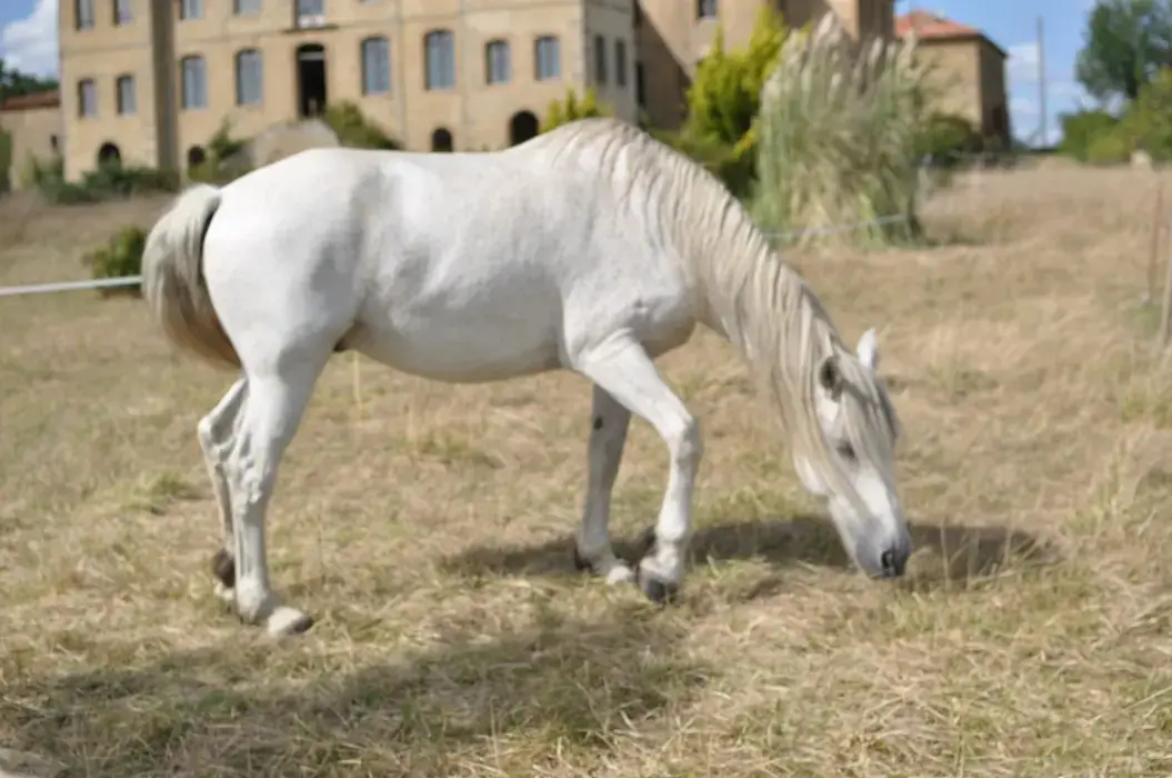 Cheval Magique 3