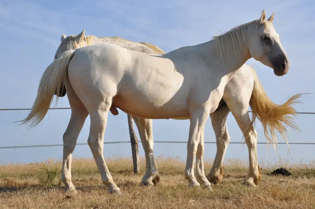 Cheval Magique 4