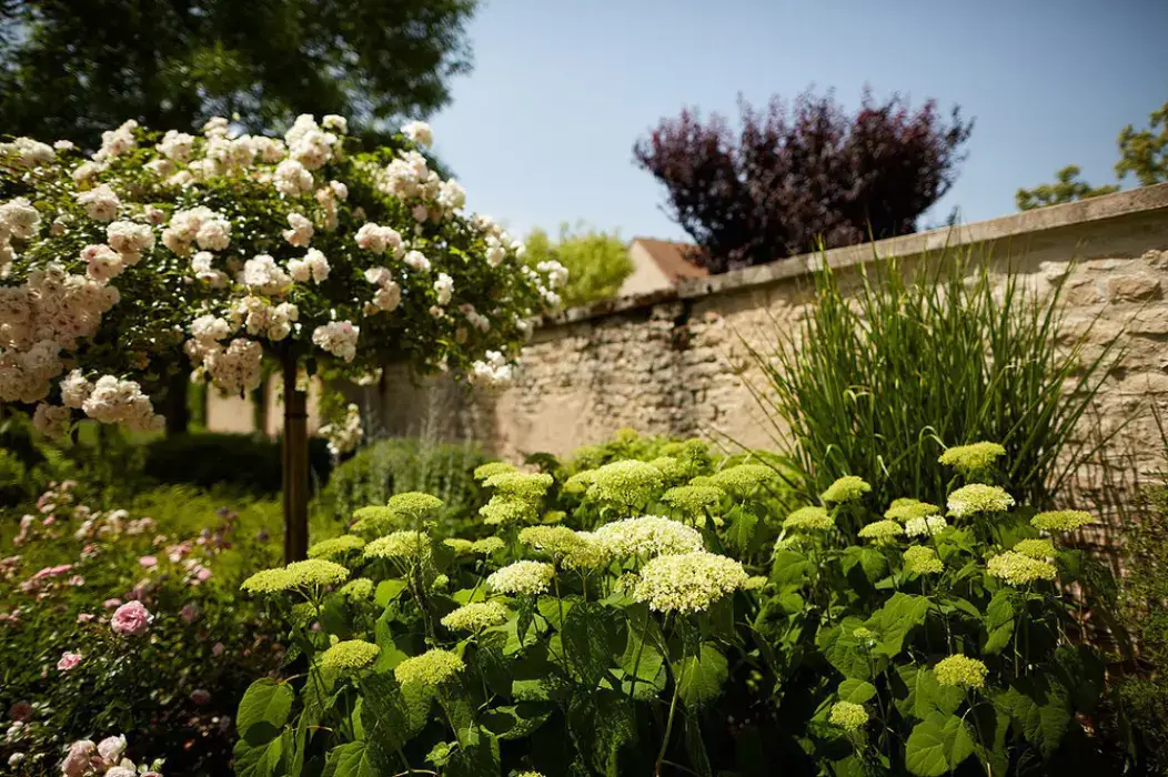 Le Montrachet 6