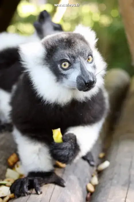 Touroparc Zoo 5