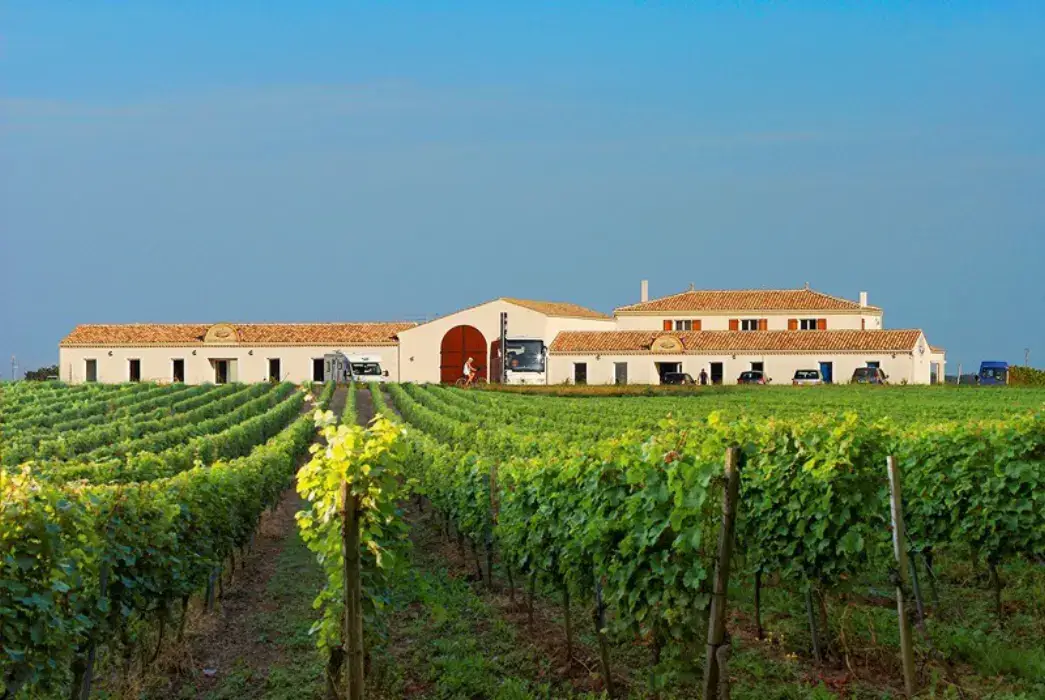 Vignoble Maxime Pinard 3