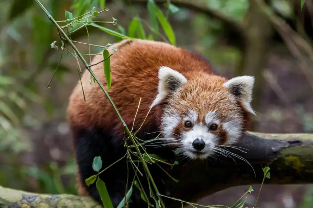 Parc Zoologique et Botanique de Mulhouse 6