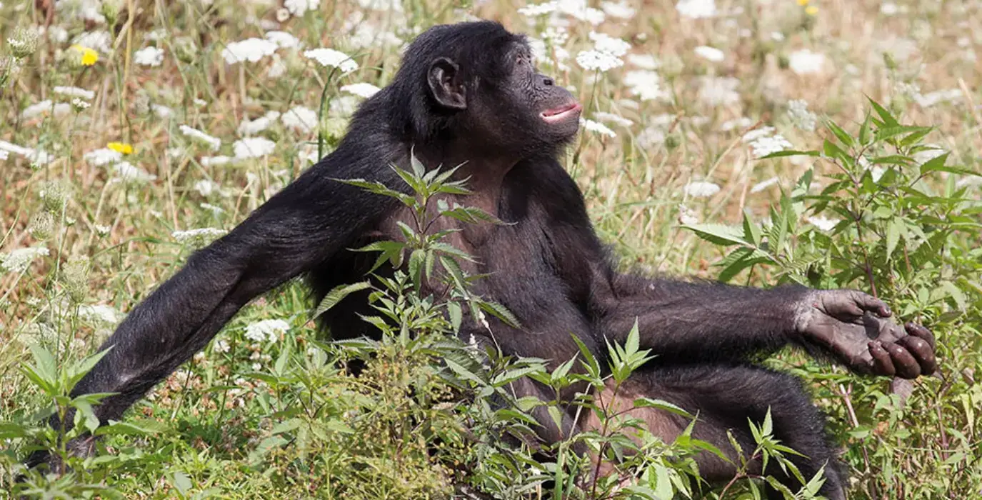 Vallée des Singes 2
