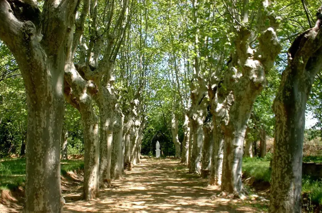 Domaine Pech Laurier 6