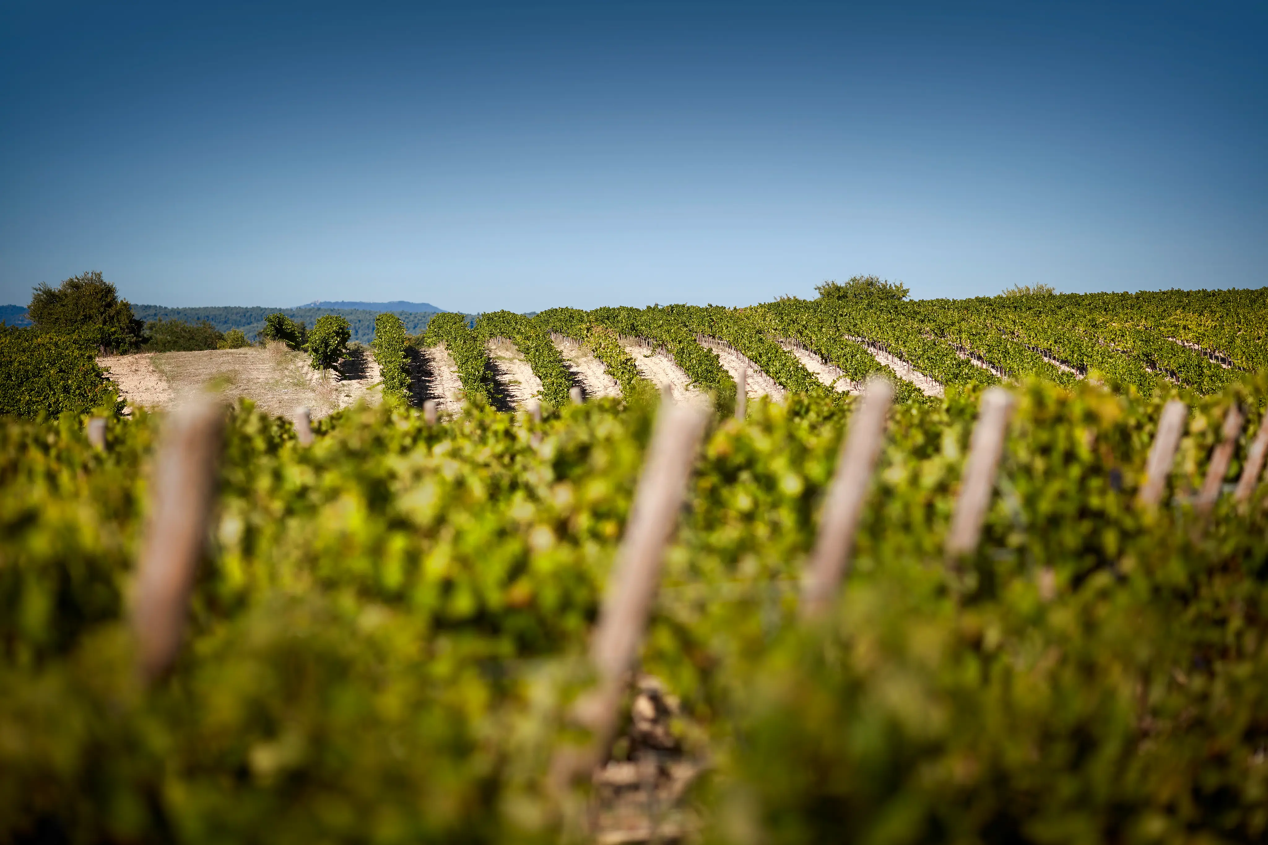 Domaine de Fontenille 24