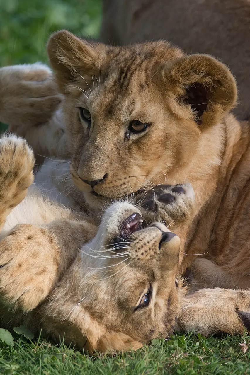 Le Royaume des Lions 2