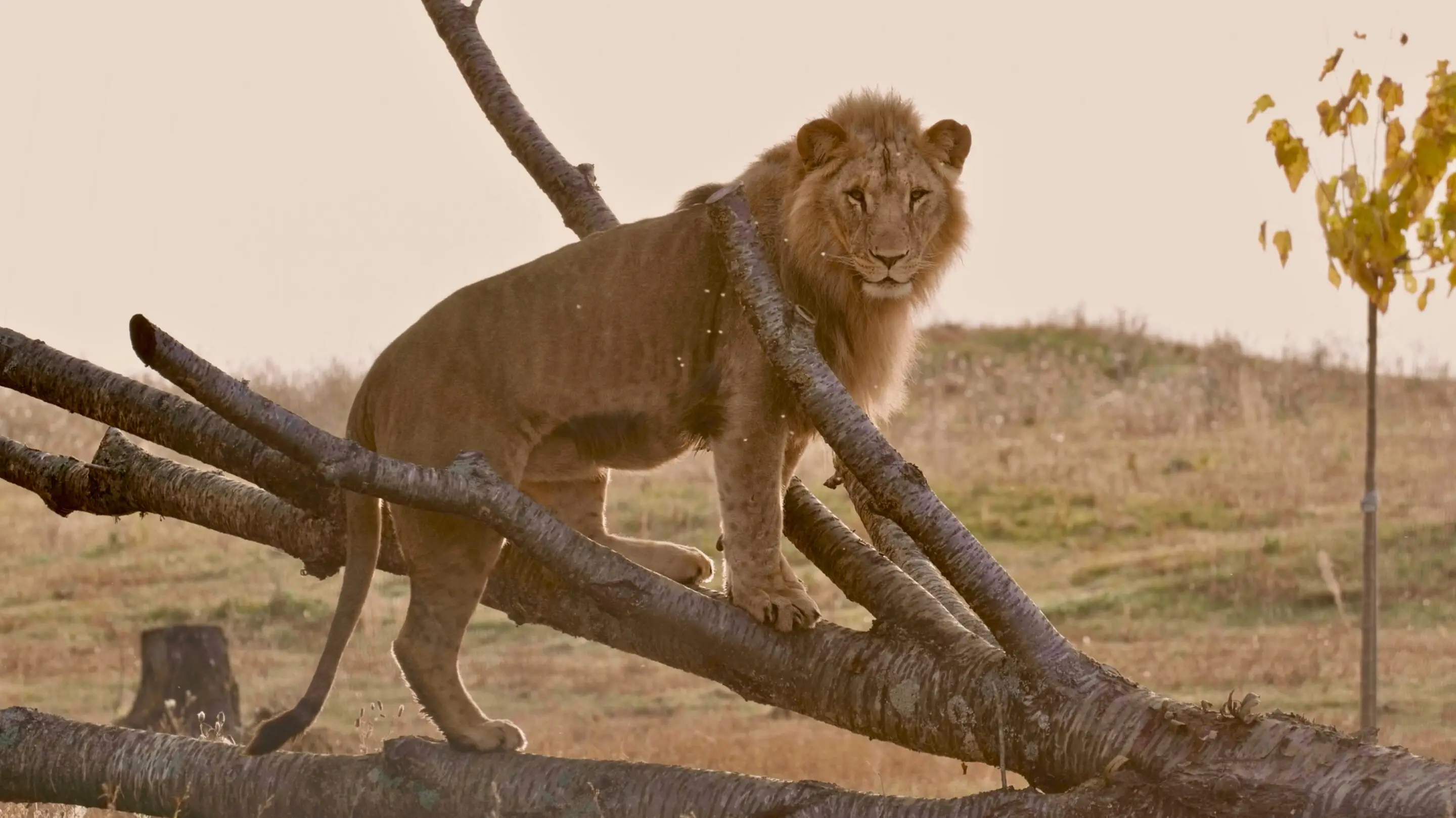 Le Royaume des Lions 7