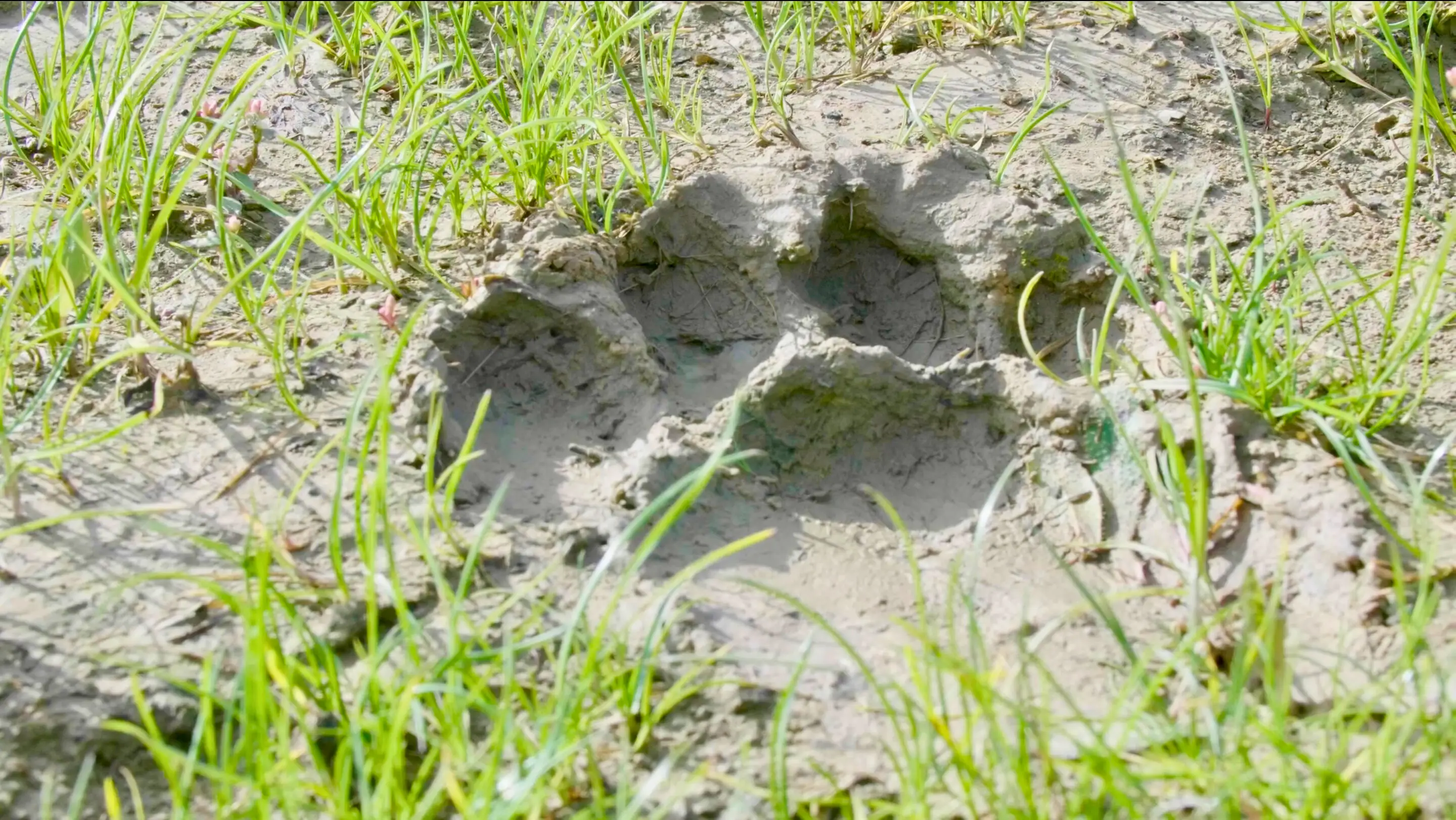 Le Royaume des Lions 15