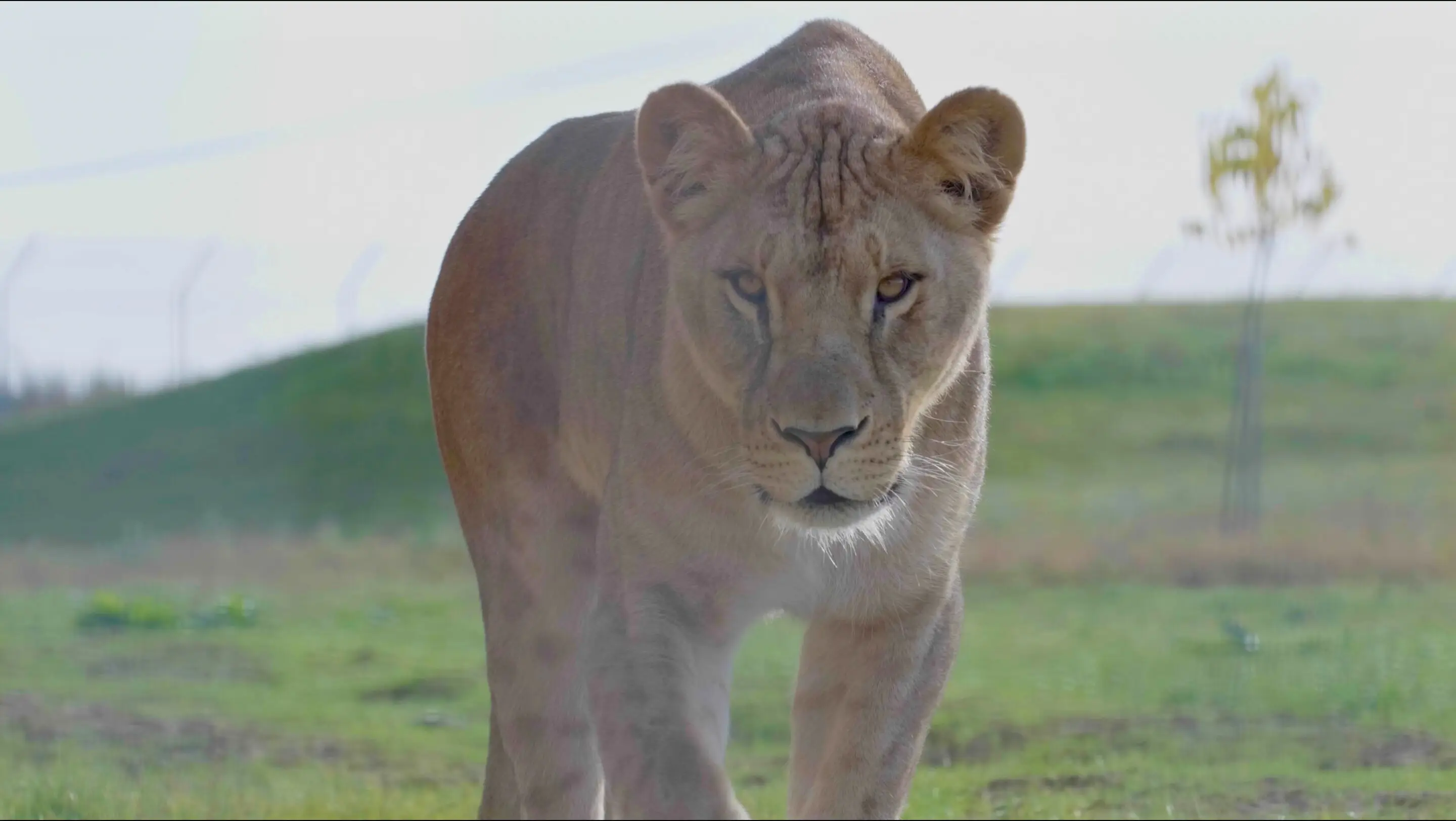 Le Royaume des Lions 11