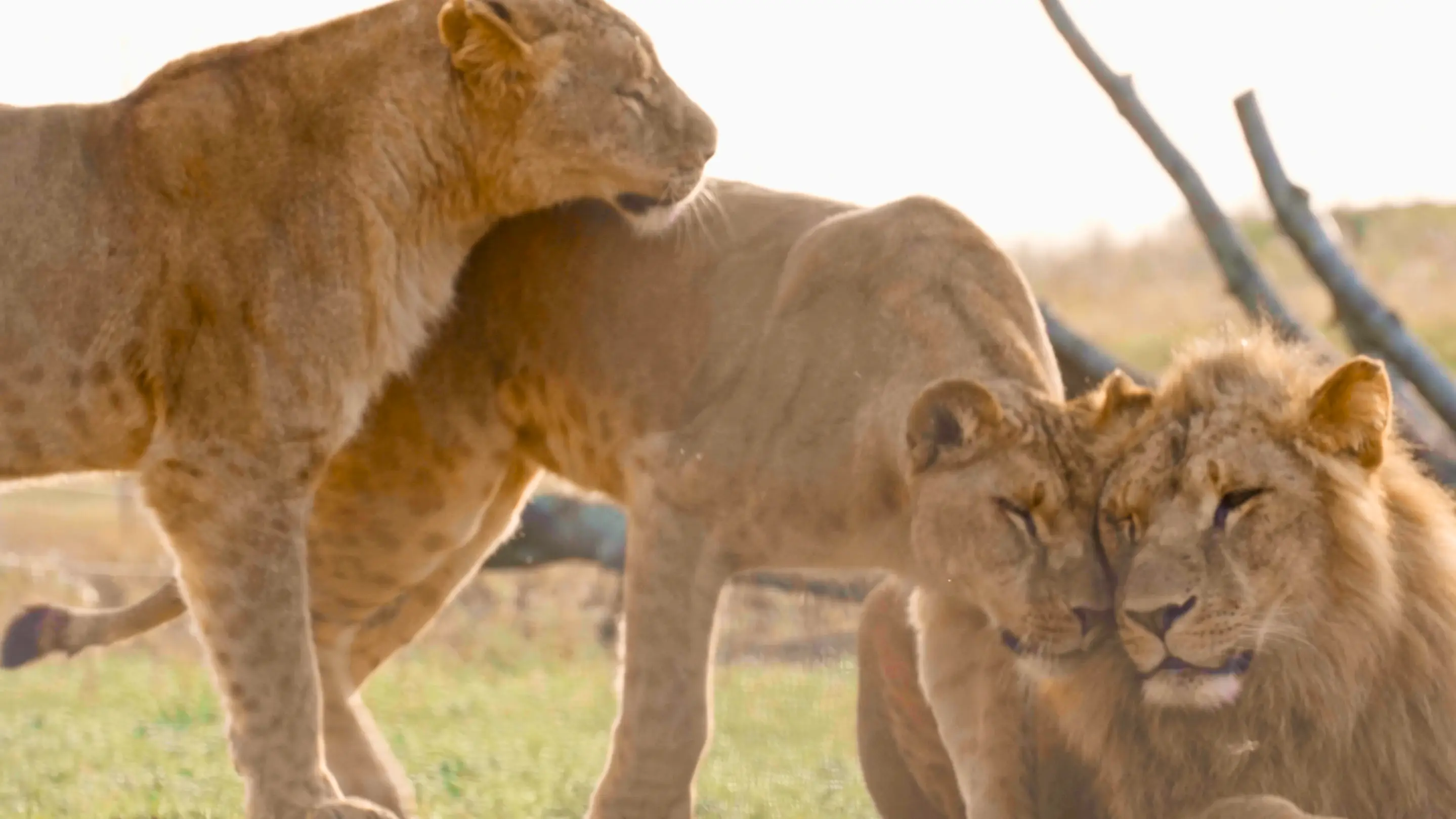 Le Royaume des Lions 10