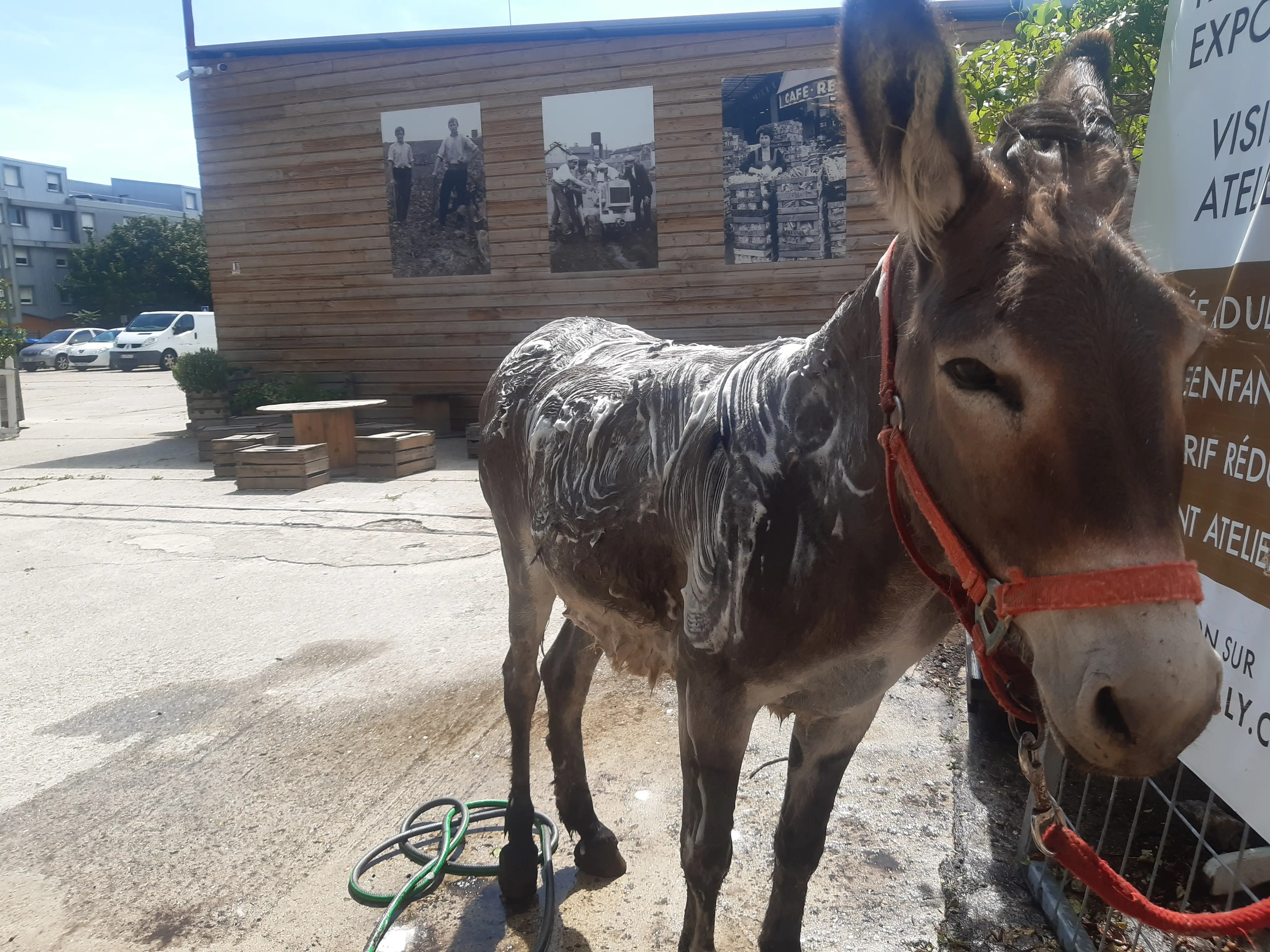 Visite d'une ferme urbaine 7