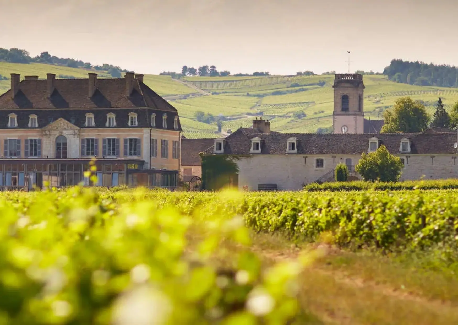 Bellevigne Bourgogne 16