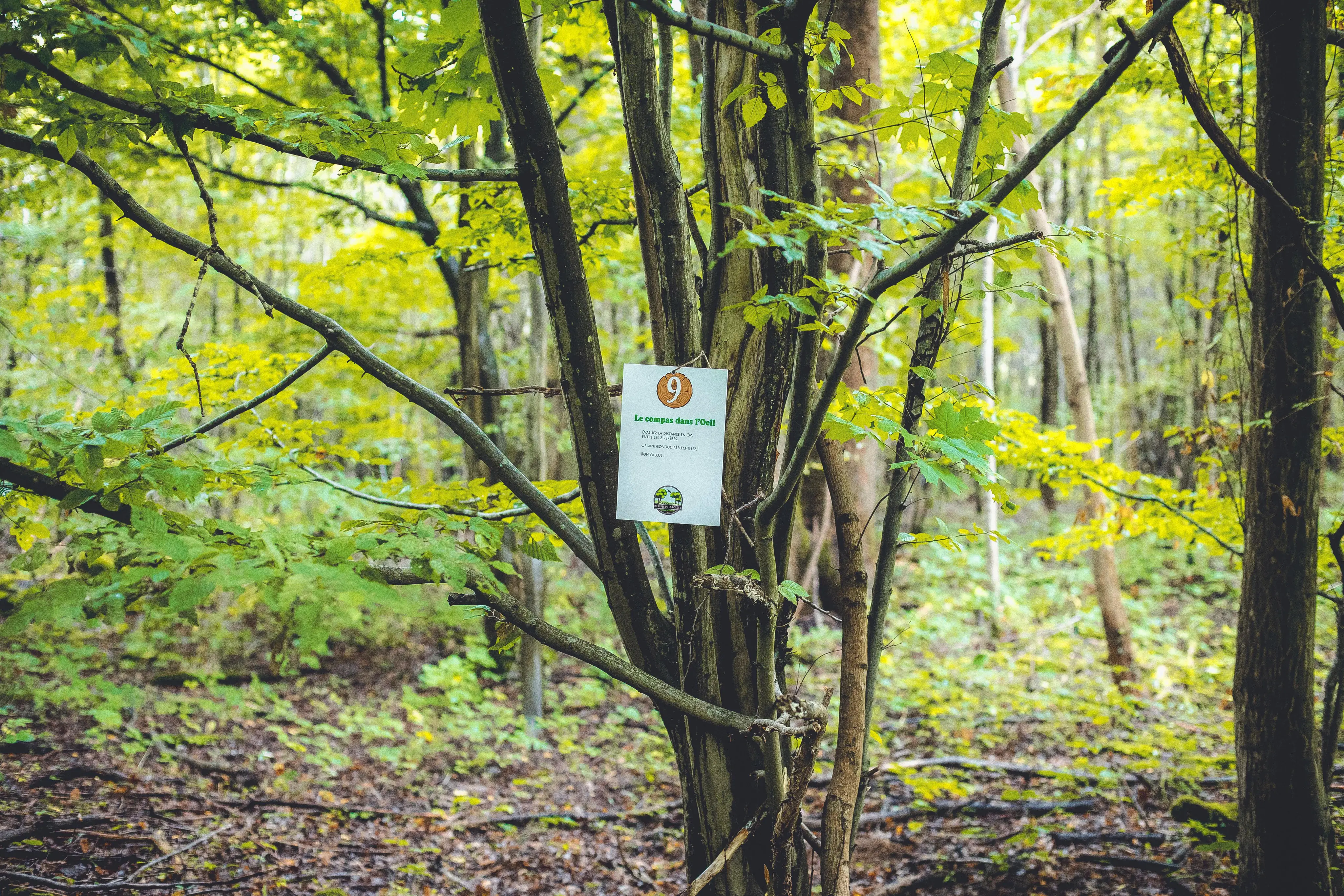 Course d’Orientation ludique : l’Appel de la forêt 6