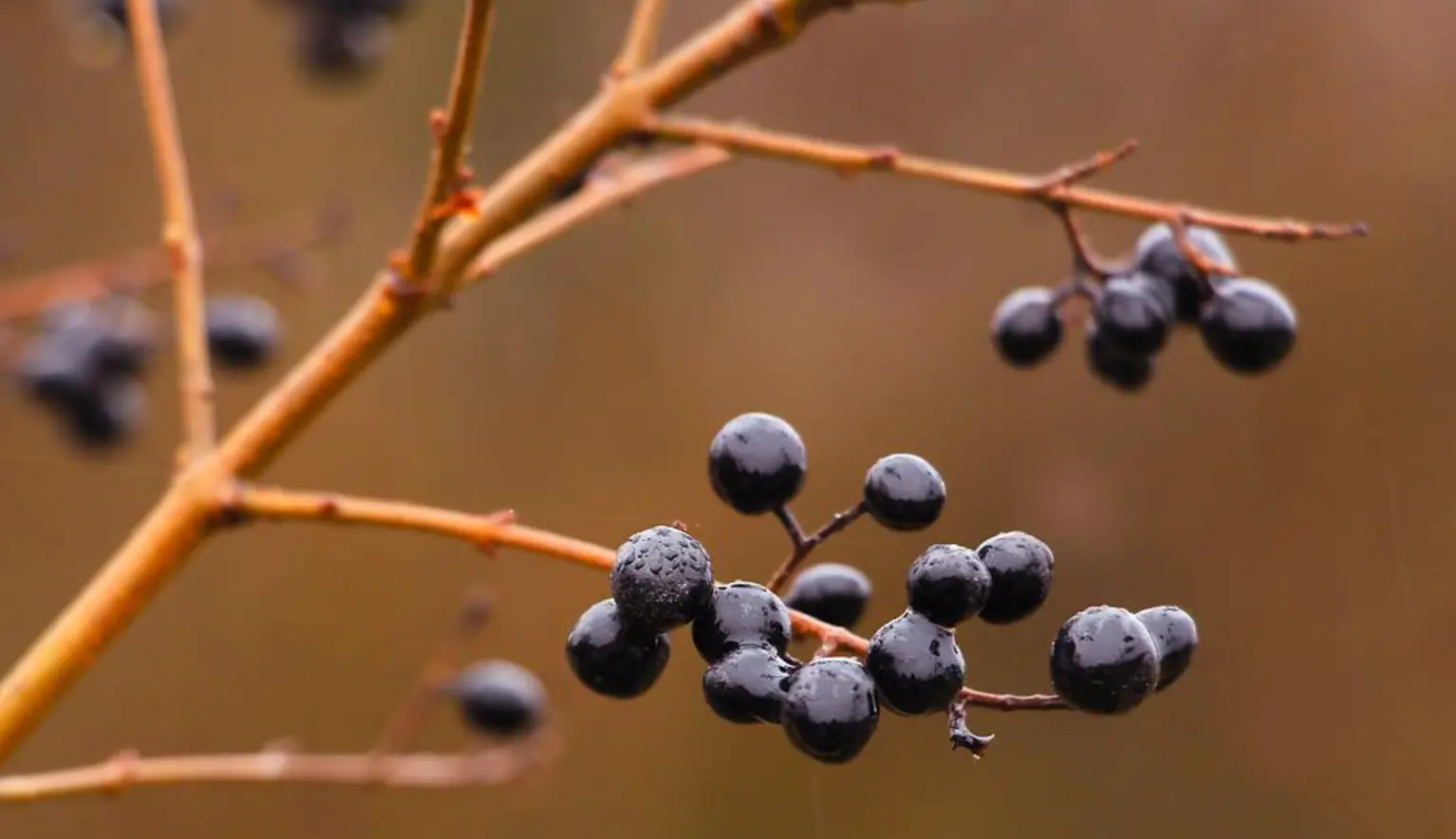Découverte des plantes sauvages comestibles 5