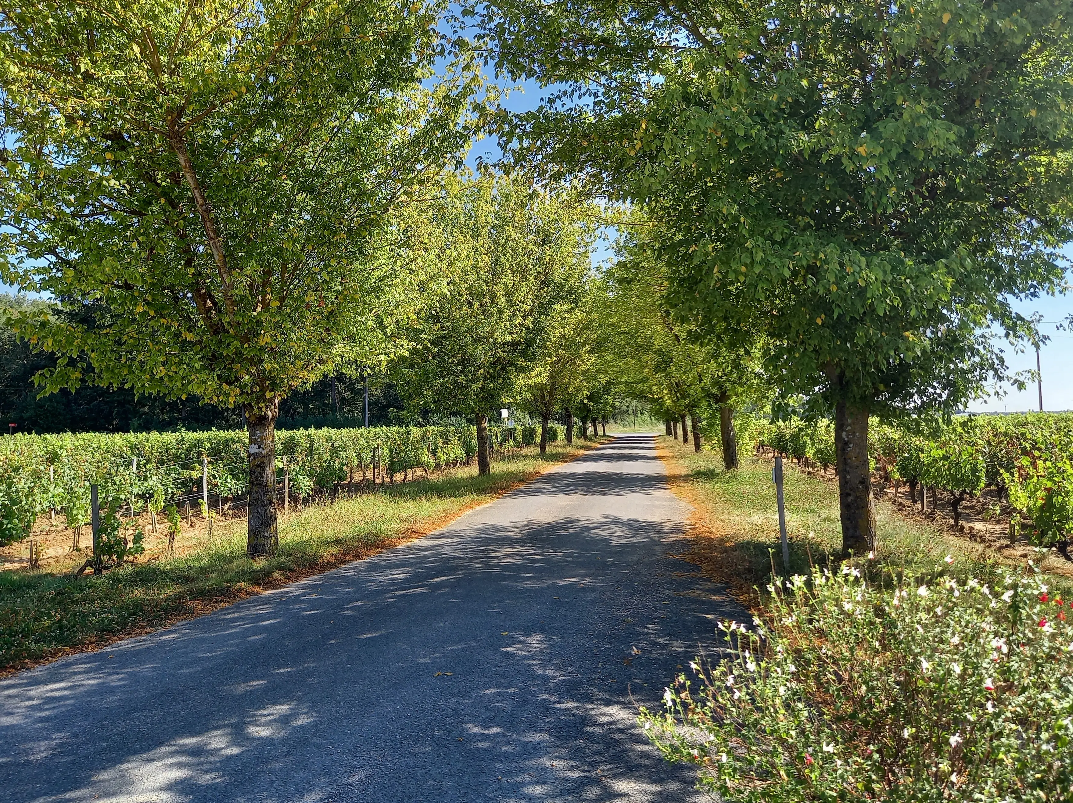 Domaine La Porte Dorée 6