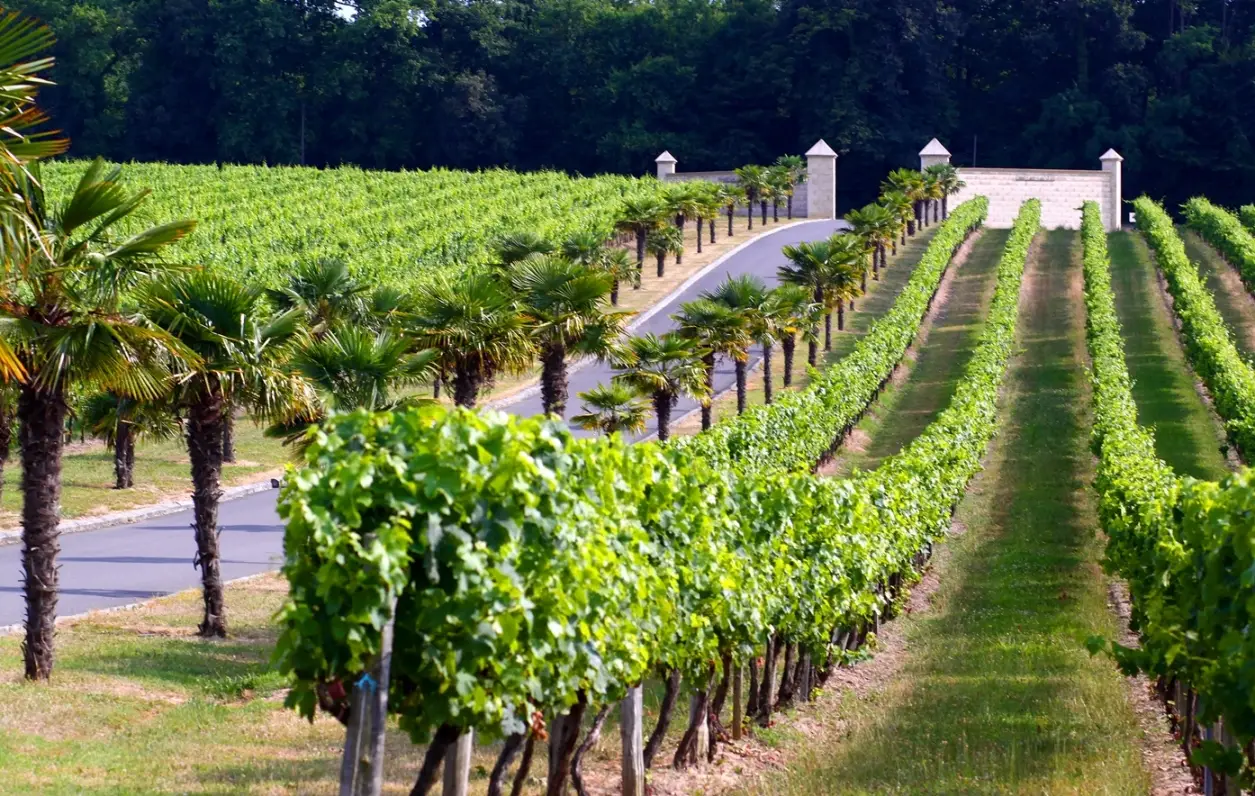Château Lafitte 24