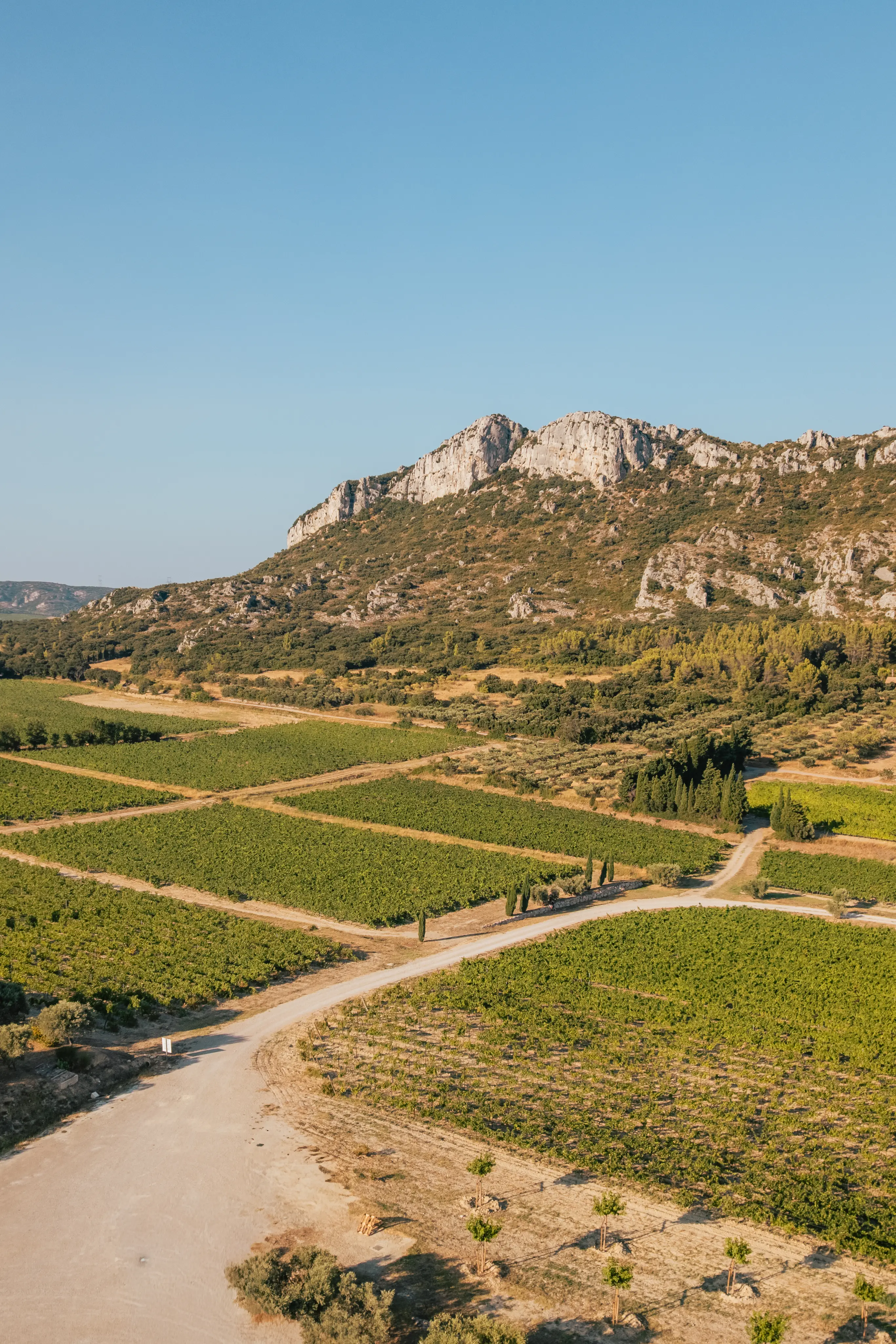 Domaine ODDO Vallon des Glauges 3