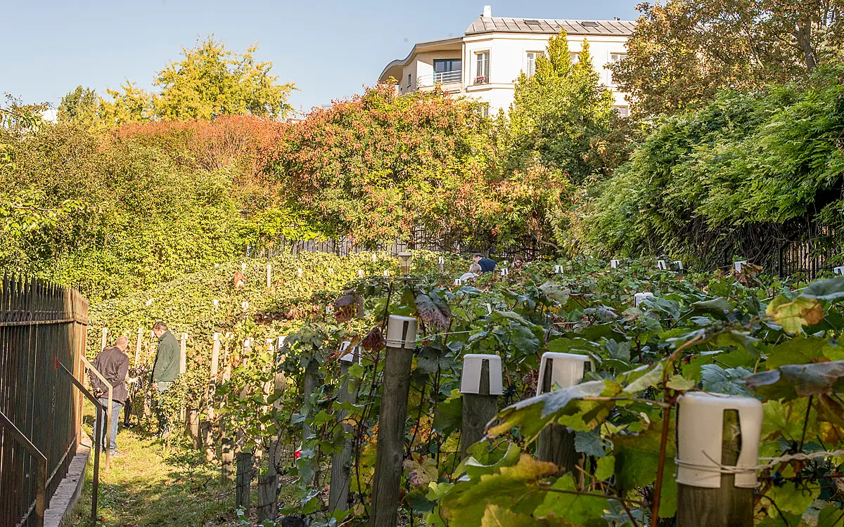 Balade urbaine : Des vignobles au cœur de Paris ? 2