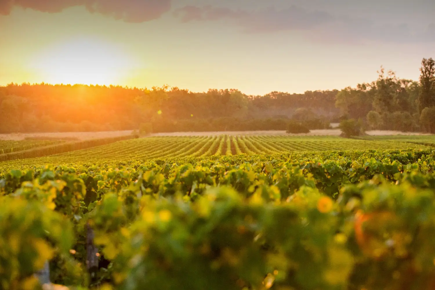 Chateau Latour-Martillac 3