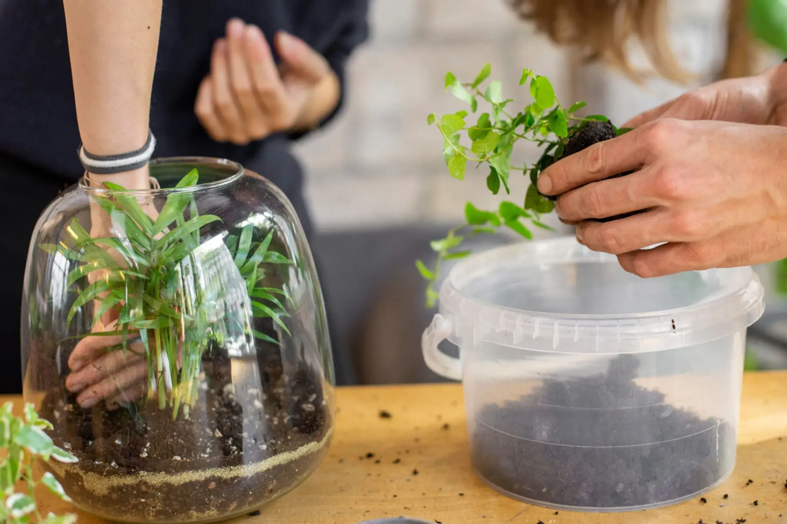 Atelier Terrarium Vivant 3